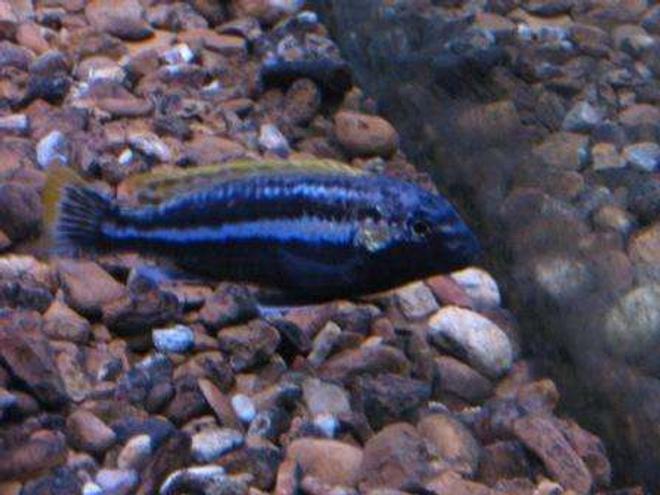 freshwater fish - melanochromis auratus - auratus cichlid stocking in 120 gallons tank - auratus