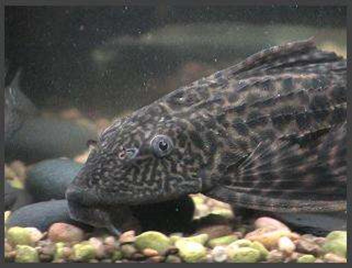 freshwater fish - glyptoperichthys gibbiceps - sailfin pleco (l-83) stocking in 75 gallons tank - pleco