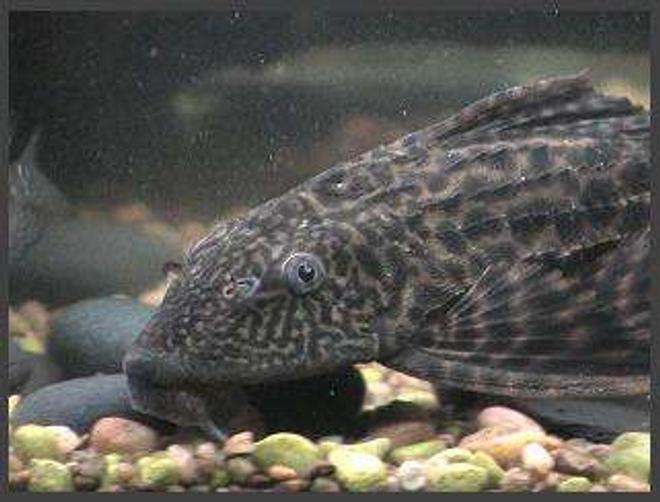 freshwater fish - glyptoperichthys gibbiceps - sailfin pleco (l-83) stocking in 75 gallons tank - pleco
