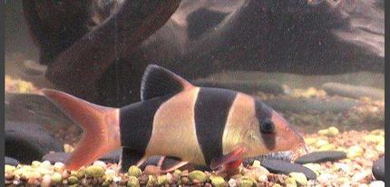 freshwater fish - botia macracantha - clown loach stocking in 75 gallons tank - my clown loach. smaller of 2