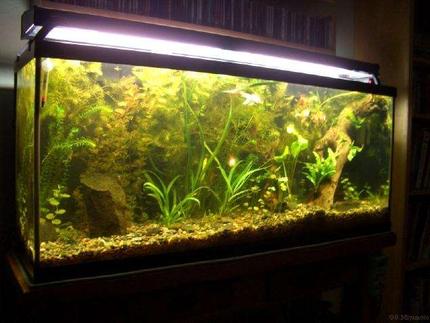 55 gallons planted tank (mostly live plants and fish) - Photo taken 4/19/06