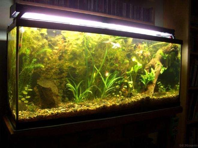 55 gallons planted tank (mostly live plants and fish) - Photo taken 4/19/06