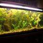 55 gallons planted tank (mostly live plants and fish) - Photo taken 4/19/06