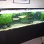 180 gallons freshwater fish tank (mostly fish and non-living decorations) - 400 gallon display 75 gallon sump with 2 magdrive pumps 8 x 65W PC lighting (10000K, 460nm) FIsh list: 4 x Cichla temensis (16-18") 2 x Silver Arowana (18") 1 x Brachy. tigrinusm (15") 2 x Hypostomus spp (12")