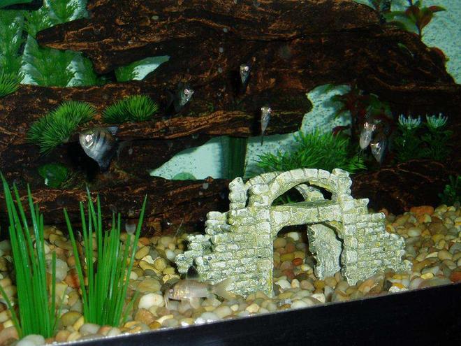 freshwater fish - gymnocorymbus sp. - black skirt tetra stocking in 50 gallons tank - Meet the Black Skirt Tetras, all 6 of them staring at you. 1 of the Panda Corydoras in the gravel. And if you look closely, there's a Cardinal Tetra in the driftwood cave above the Panda.