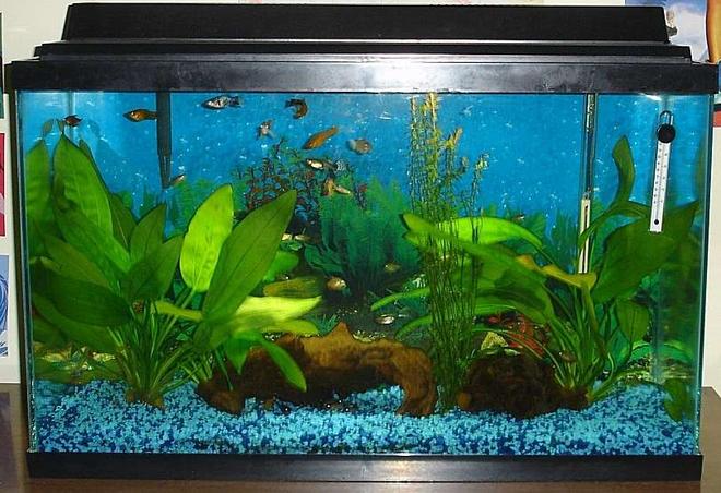 29 gallons freshwater fish tank (mostly fish and non-living decorations) - My 29 gallon. Look how my panda cory's eyes are glowing under the bogwood! :)