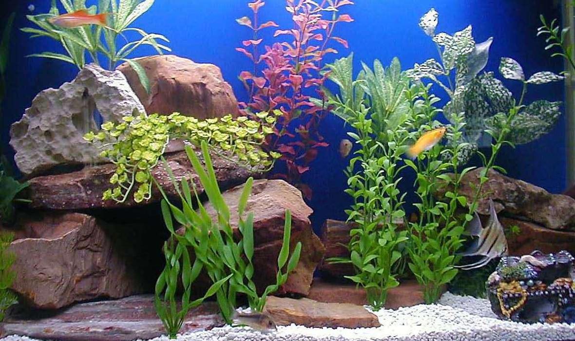 50 gallons freshwater fish tank (mostly fish and non-living decorations) - 50 gallon acrylic tank with 12 community type fish