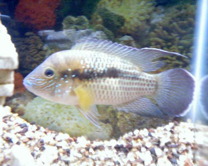 Rated #124: Freshwater Fish - Aequidens Rivulatus - Green Terror Stocking In 55 Gallons Tank - this is my green terror