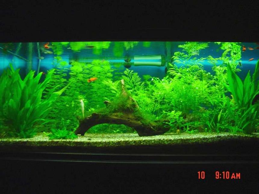 Rated #32: 60 Gallons Planted Tank - Java moss covered drift wood centrepiece