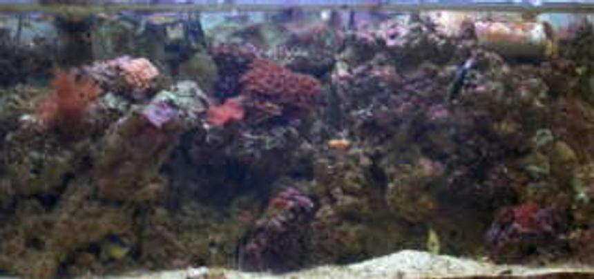 Rated #155: 135 Gallons Reef Tank - 135