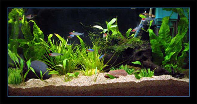 planted tank (mostly live plants and fish) - My work tank. Has some tetras and low light plants.
