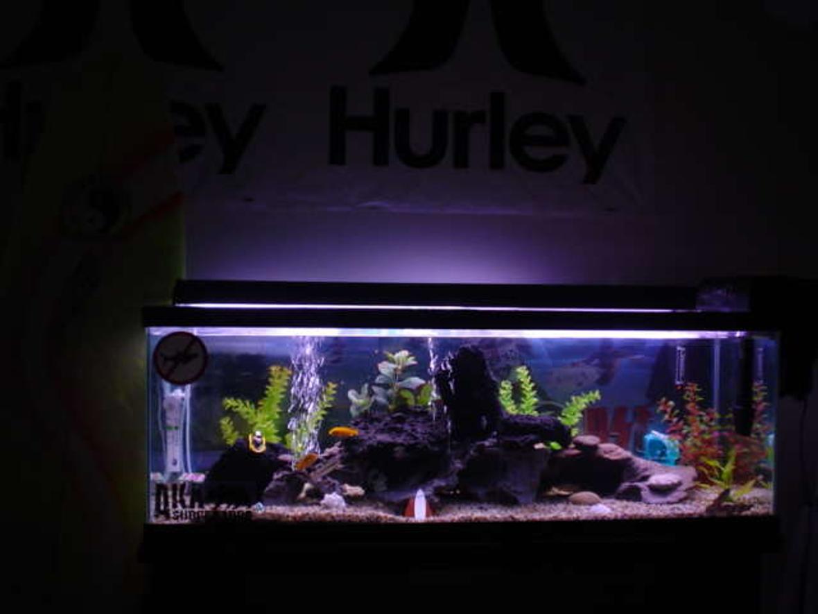 50 gallons freshwater fish tank (mostly fish and non-living decorations) - SURFER'S Rock REEF the picture is blurry and can't make out too much of the detail, most of my fish got stage fright too.