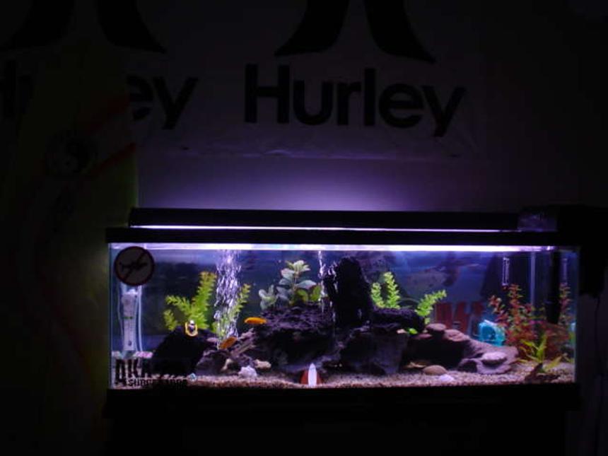 Rated #97: 50 Gallons Freshwater Fish Tank - SURFER'S Rock REEF
the picture is blurry and can't make out too much of the detail, most of my fish got stage fright too.