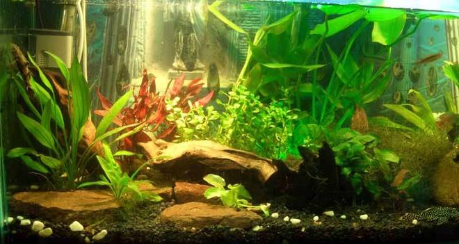 20 gallons planted tank (mostly live plants and fish) - Various Fish and plants. 
Fish: Livebarers to tetras to pleco to coridoras & loach.

plants: anubas, amizons, ferns and moss. 

creepers and grass are baned here..  ;(