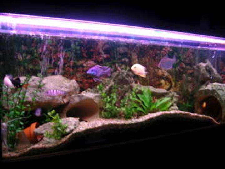 Rated #143: 50 Gallons Freshwater Fish Tank - my tank now