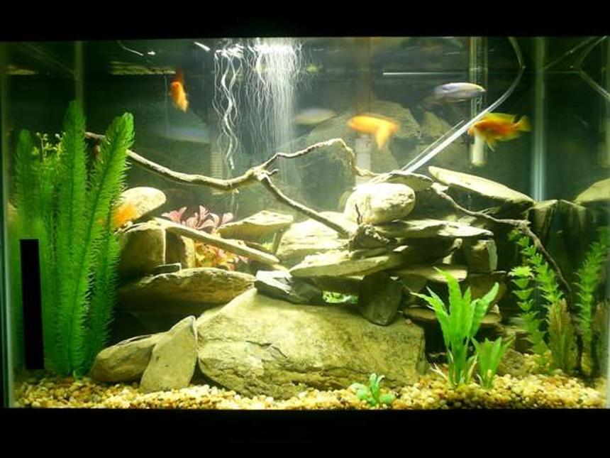Rated #140: 20 Gallons Freshwater Fish Tank - 20 gallon African Cichlid tank