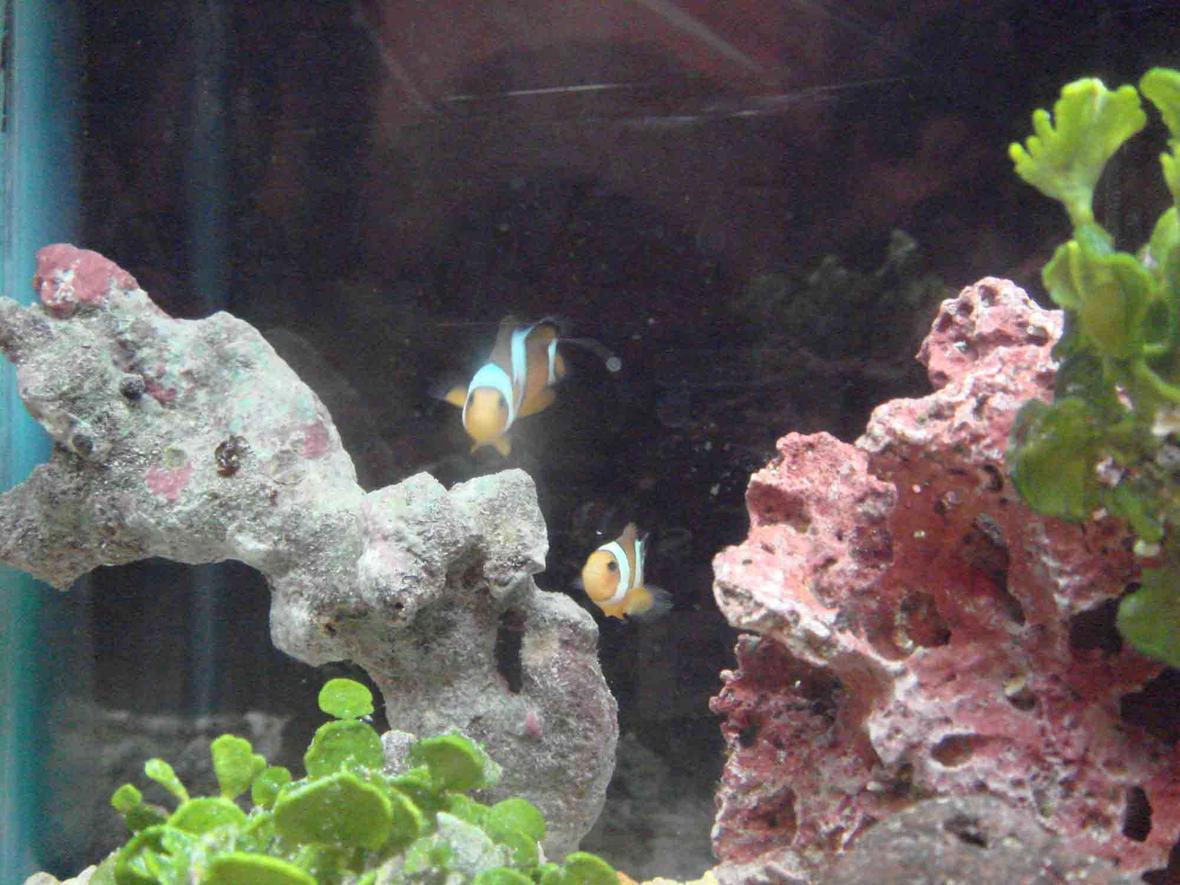 saltwater fish - amphiprion percula - true percula clownfish stocking in 2 gallons tank - trying to figure out new camera... false percs...