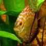 freshwater fish - symphysodon sp. - red marlboro discus stocking in 72 gallons tank - Melon Laying Eggs