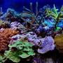 fish tank picture - My reef tank picture with a Nikon D70