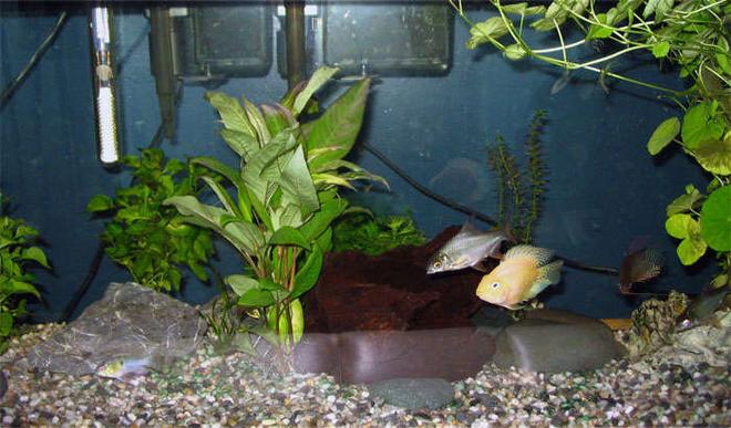 25 gallons freshwater fish tank (mostly fish and non-living decorations) - Pictures of my 25g