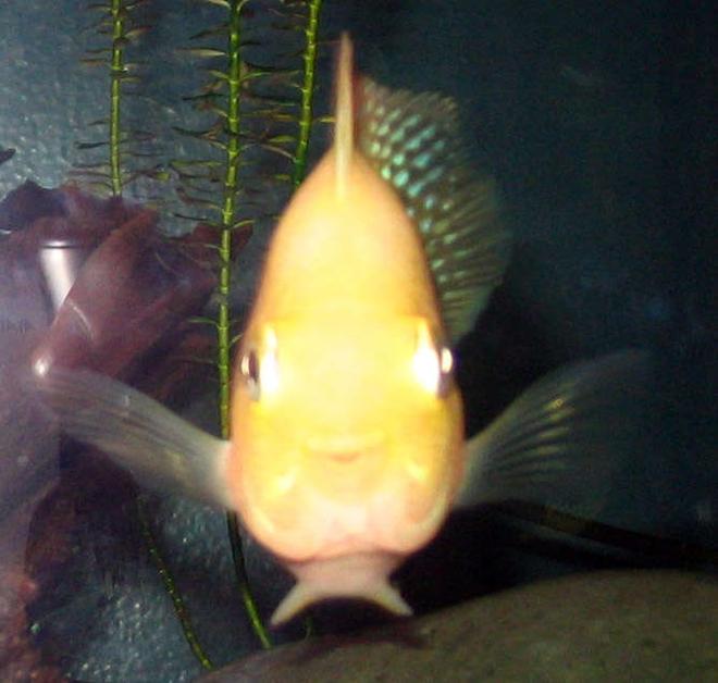 freshwater fish - heros severus x amphilophus citrinellum - blood parrot stocking in 25 gallons tank - Blood Parrot
"Peek-a-boo"