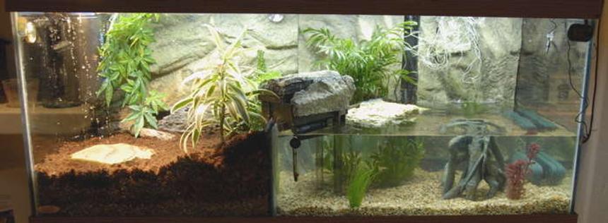 Rated #95: 75 Gallons Freshwater Fish Tank - A half and half tank (focusing on aquarium part!)