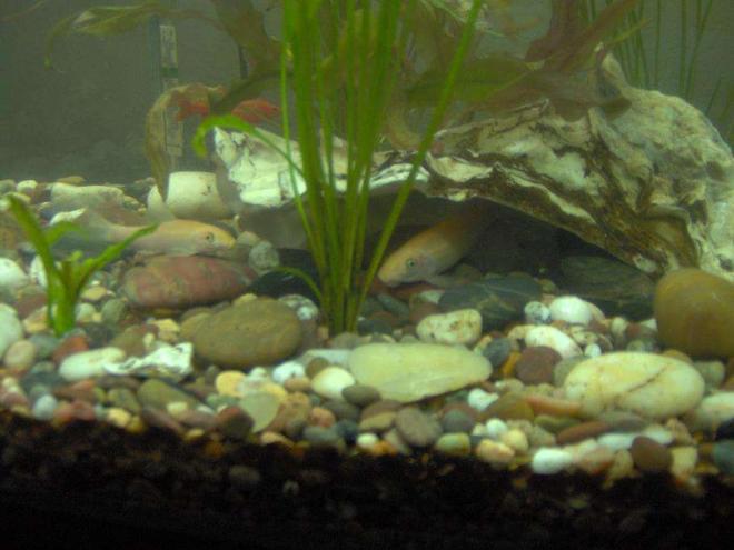 freshwater fish - puntius titteya - albino cherry barb stocking in 38 gallons tank - 2 Albino Algae Eater, and One Cherry Barb in the back