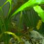 freshwater fish - paracheirodon innesi - neon tetra jumbo stocking in 38 gallons tank - 2 Neon Tetras, and a Glowlight Tetra