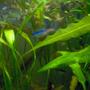 freshwater fish - paracheirodon innesi - neon tetra jumbo stocking in 38 gallons tank - 3 Neon Tetras, and One Betta hiding in the plants. Can't find the fish? Keep looking you'll see them ;o).