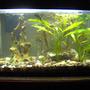 38 gallons planted tank (mostly live plants and fish) - 10 Gallon Tank, White Cloud Minnows, One Giant Oyster