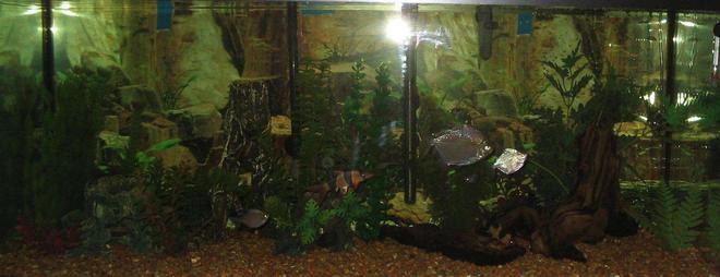 75 gallons freshwater fish tank (mostly fish and non-living decorations) - My Pride and Joy 75 Gallon, Cant get a good pictuer without reflection.