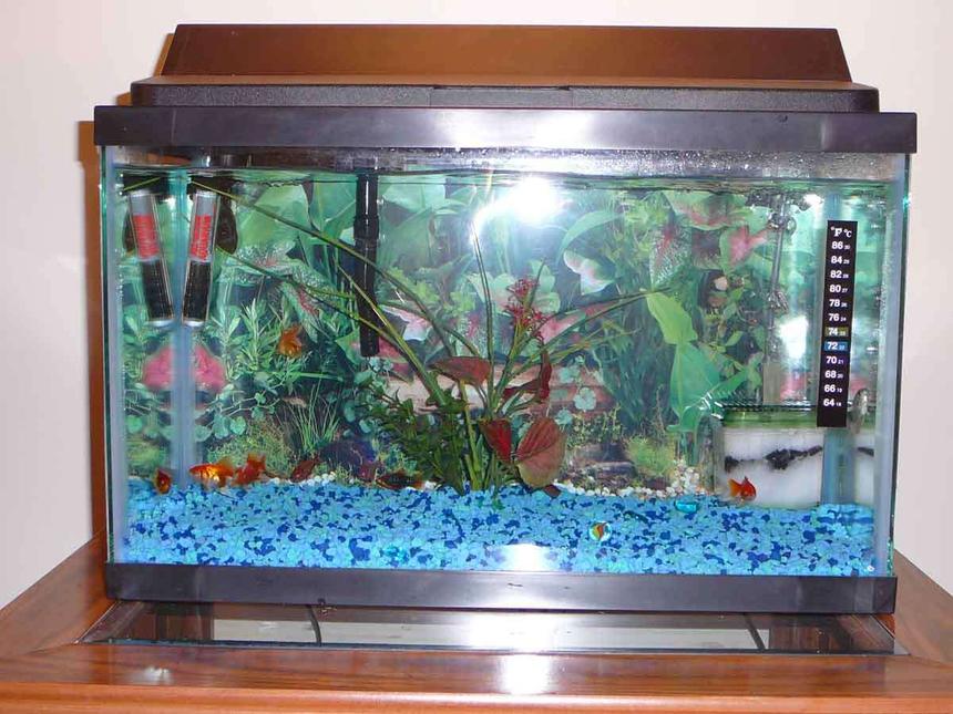 Rated #419: 10 Gallons Freshwater Fish Tank - MY tank :P