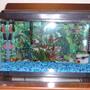10 gallons freshwater fish tank (mostly fish and non-living decorations) - MY tank :P