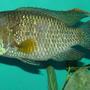 freshwater fish - aequidens rivulatus - green terror stocking in 150 gallons tank - Green Terror 6" 5 yrs. old