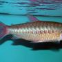 freshwater fish - crossocheilus siamensis - siamese flying fox stocking in 150 gallons tank - Pink-Tailed Chalceus. He is housed with South and Central American Cichlids. He is about 7-8"