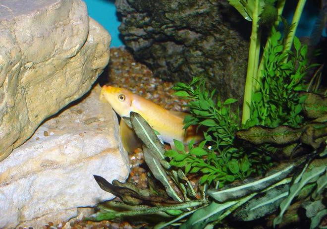 freshwater fish - gyrinocheilos aymonieri - chinese algae eater stocking in 150 gallons tank - This golden algae eater (Gyrinocheilus aymomieri) started out at about 1.5" and is now about 6". South and Central American Cichlids share his 150gal. mansion.