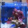 2 gallons reef tank (mostly live coral and fish) - Dori & nemo!!