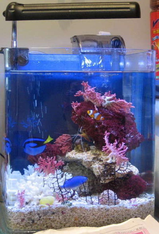 2 gallons reef tank (mostly live coral and fish) - Dori & nemo!!
