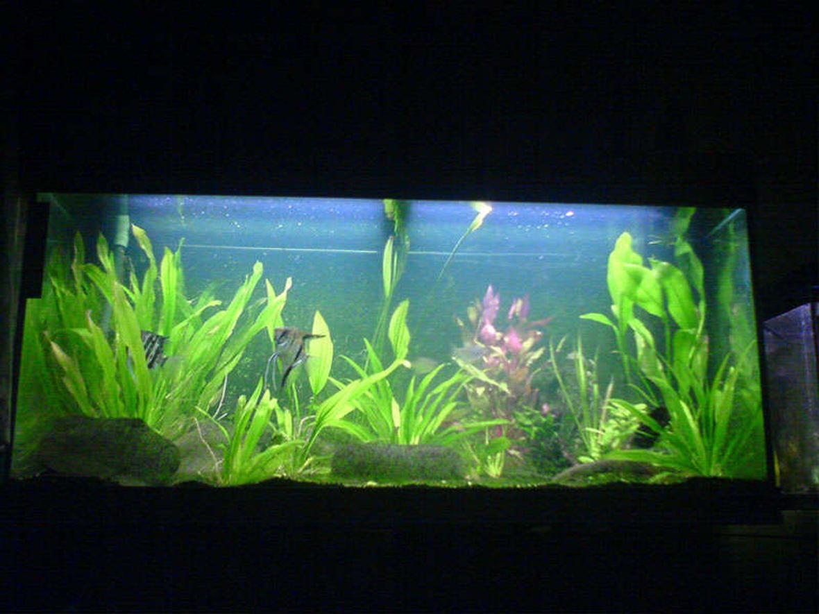 47 gallons planted tank (mostly live plants and fish) - I went basic on mine, I've just used the filter I got and spent no extra on additional supplements but I've ended up with a charming tank.