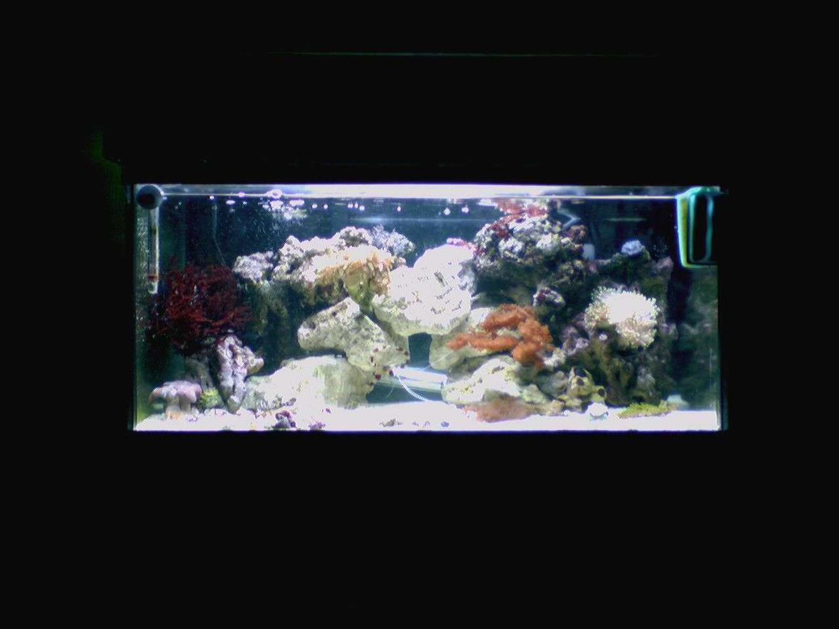 15 gallons reef tank (mostly live coral and fish) - 15 gallon reef tank