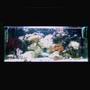 15 gallons reef tank (mostly live coral and fish) - 15 gallon reef tank