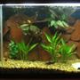 33 gallons freshwater fish tank (mostly fish and non-living decorations) - .