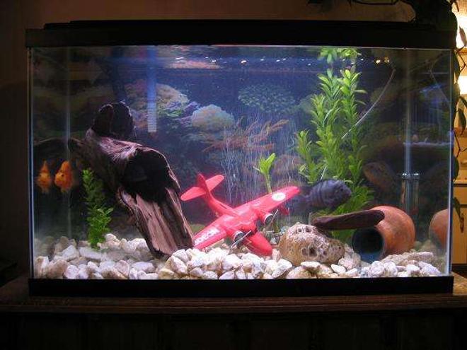 30 gallons freshwater fish tank (mostly fish and non-living decorations) - 30 gal