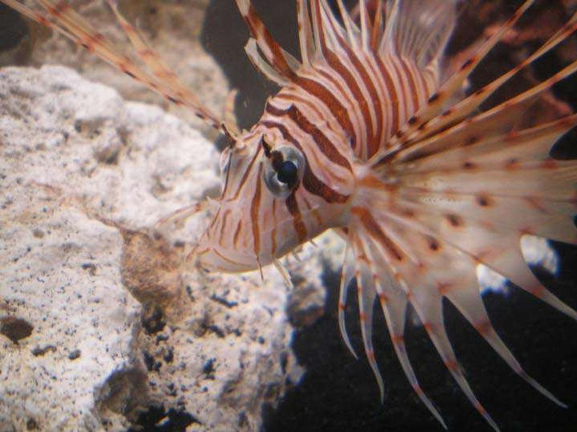 saltwater fish - pterois volitans - volitan lionfish stocking in 55 gallons tank - Mr. Lionfish