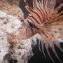 saltwater fish - pterois volitans - volitan lionfish stocking in 55 gallons tank - Mr. Lionfish