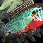 freshwater fish - hemichromis bimaculatus - jewel cichlid stocking in 55 gallons tank - Jewel Cichlid