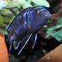 freshwater fish - melanochromis johannii - johanni cichlid stocking in 55 gallons tank - Electric Blue
