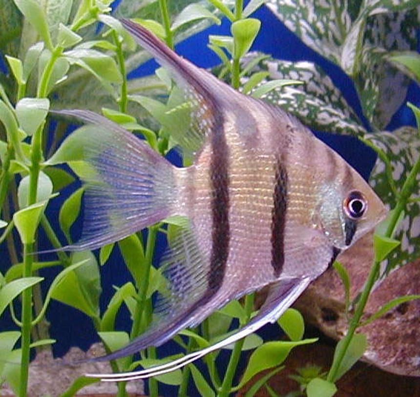 Rated #962: Freshwater Fish - Pterophyllum Scalare - Assorted Veil Angel Stocking In 50 Gallons Tank - angelfish