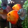 freshwater fish - symphysodon sp. - red marlboro discus stocking in 60 gallons tank - A Few of our Discus. Blue Daimond, Checkerboard, Red Scarlet, Pigeon Blood, and Brilliant Blue Discus.