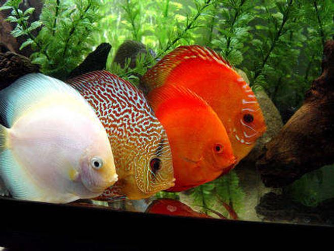 freshwater fish - symphysodon sp. - snow white discus stocking in 60 gallons tank - Four Adults Only!!!
White Diamond, Checkerboard, Scarlet, and Pigeon Blood.
